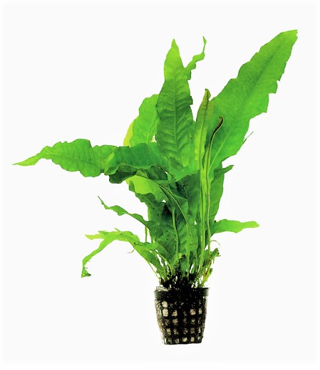 EROPUS_LATIFOLIA_5_CM_POT_9b4ee.jpg