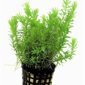 ROTALA_WALLICHII_5_CM_POT_33866.jpg