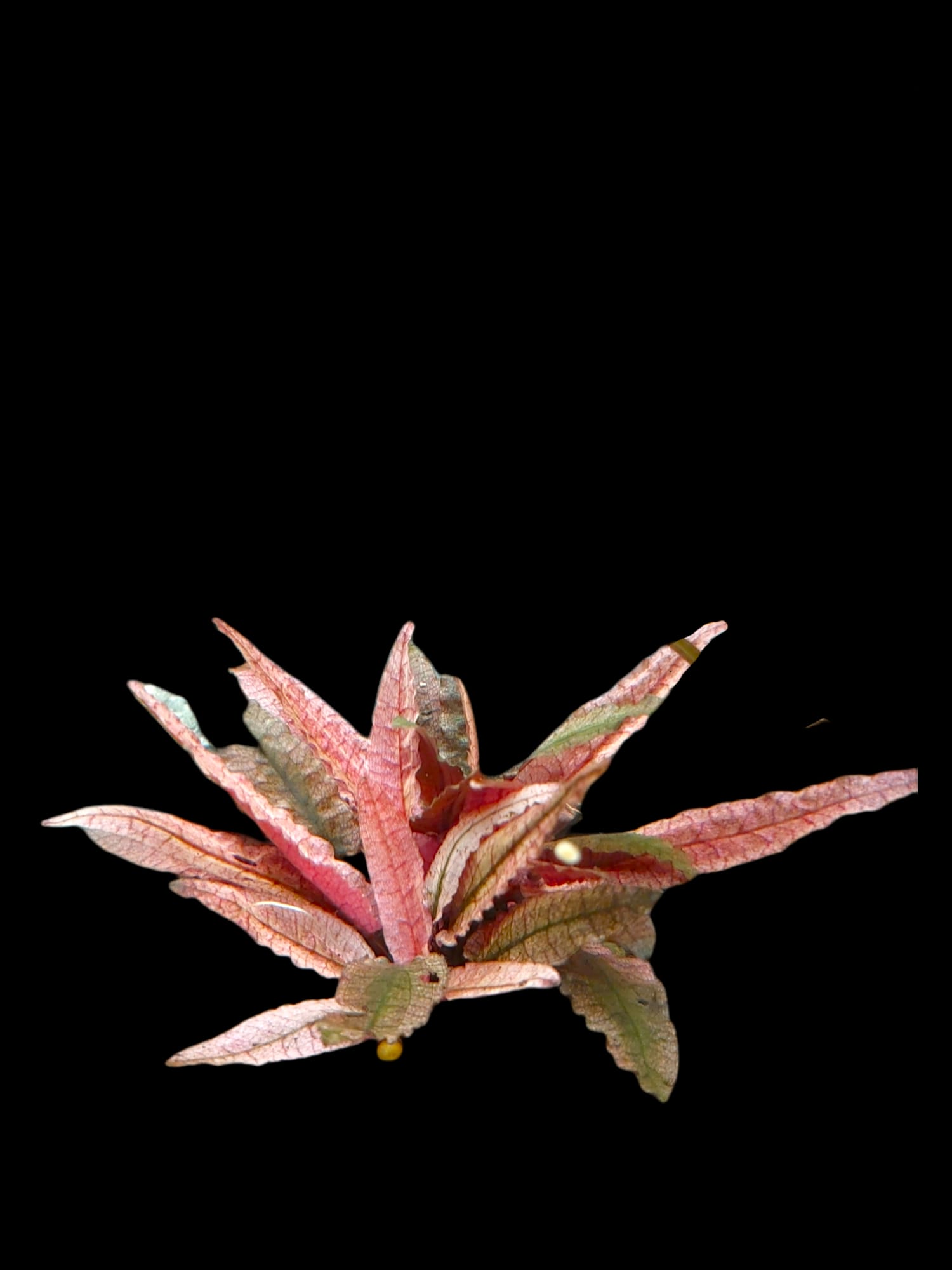 Cryptocoryne wendtii ‘Flamingo’ – Flamingo Pinker Wasserkelch