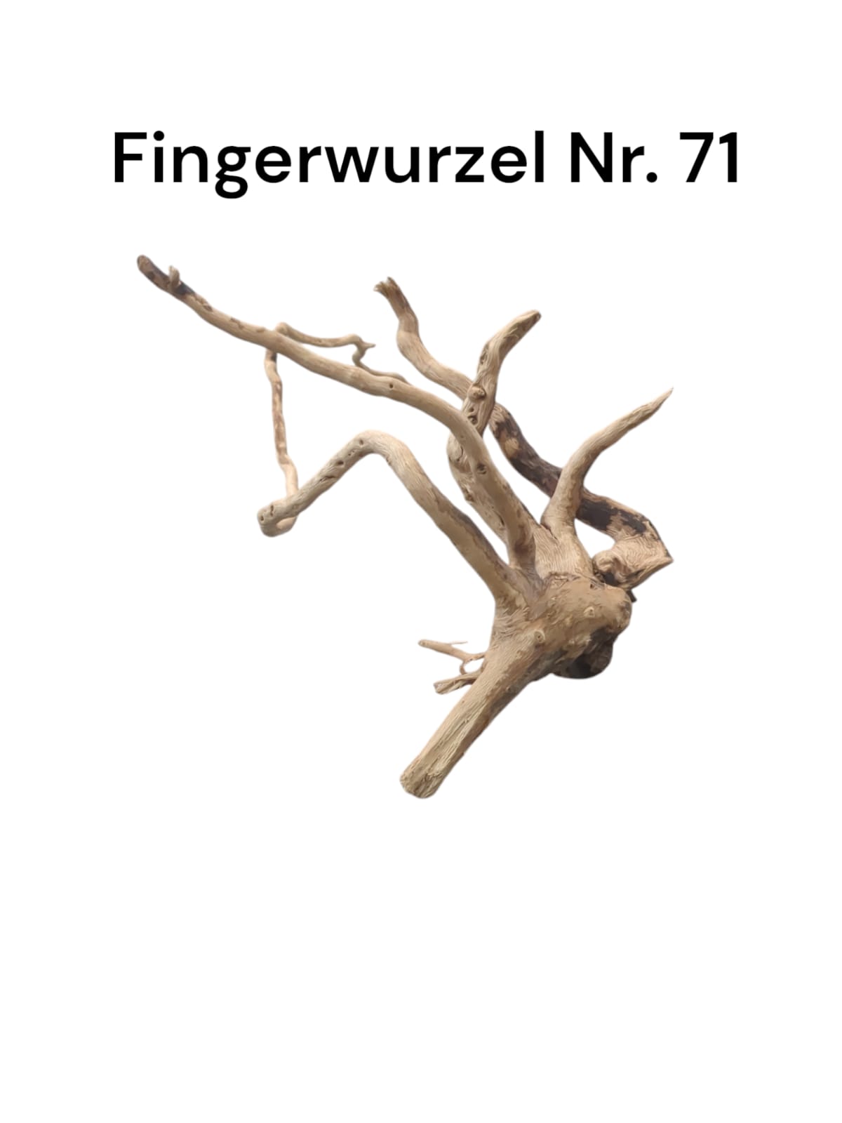 Fingerwurzel Nr. 71