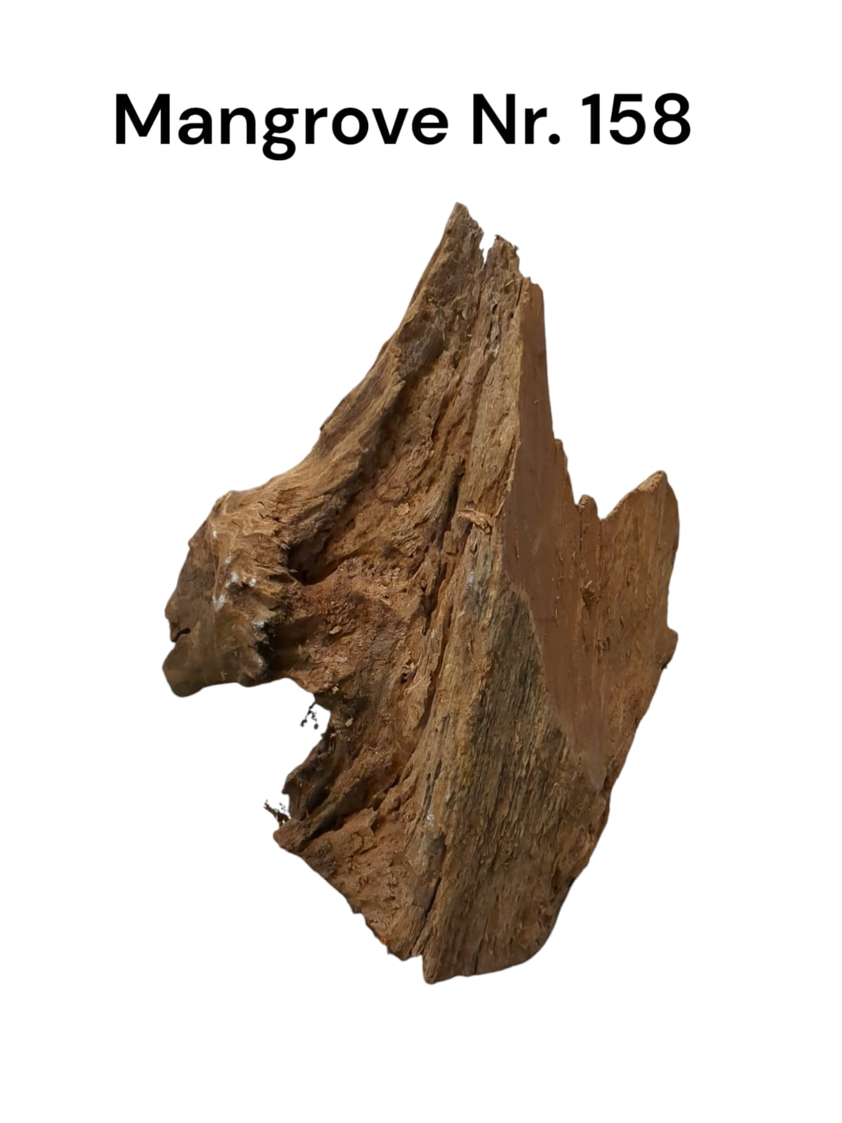 Mangrovenwurzel Nr. 158