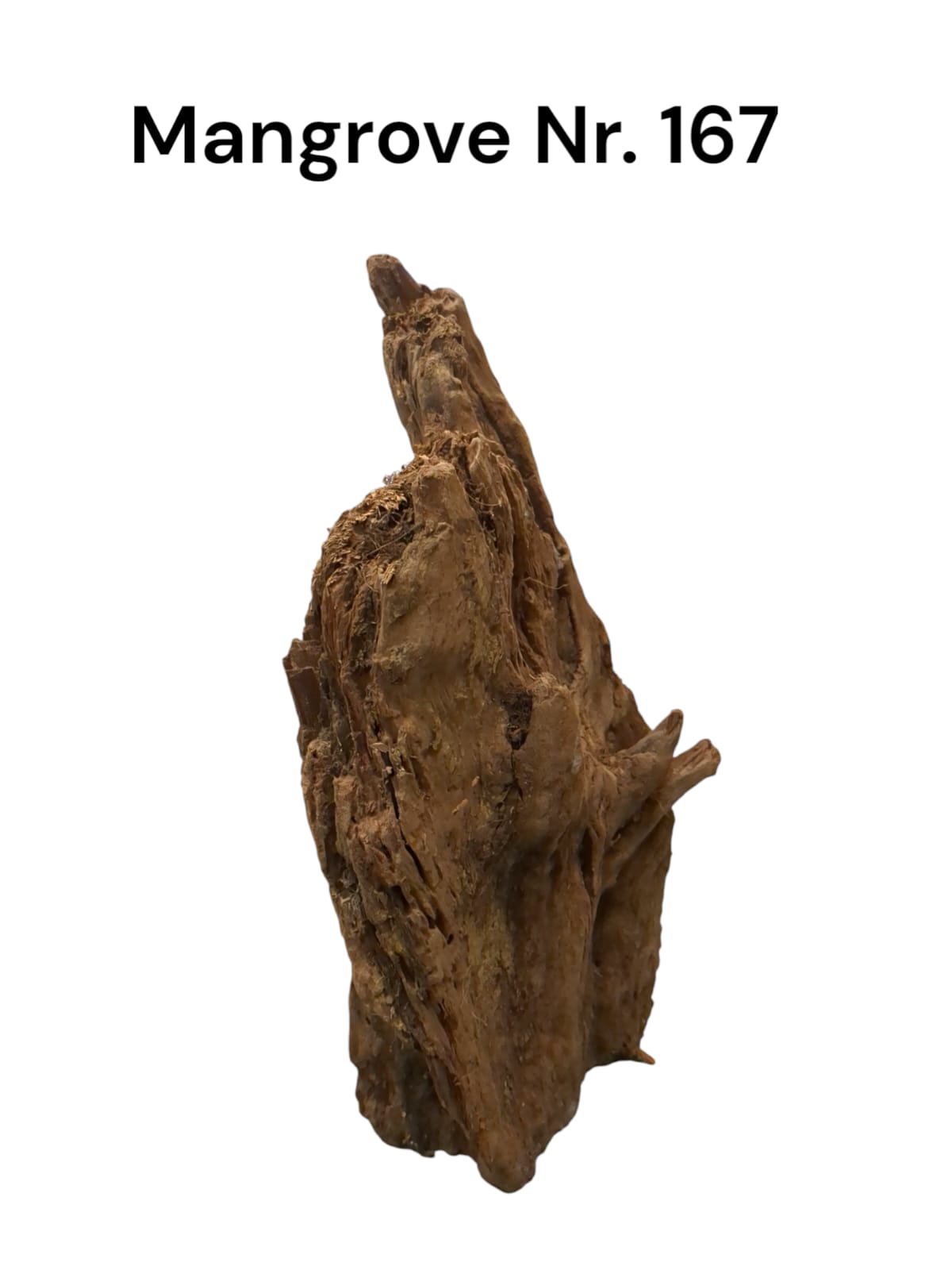 Mangrovenwurzel Nr. 167