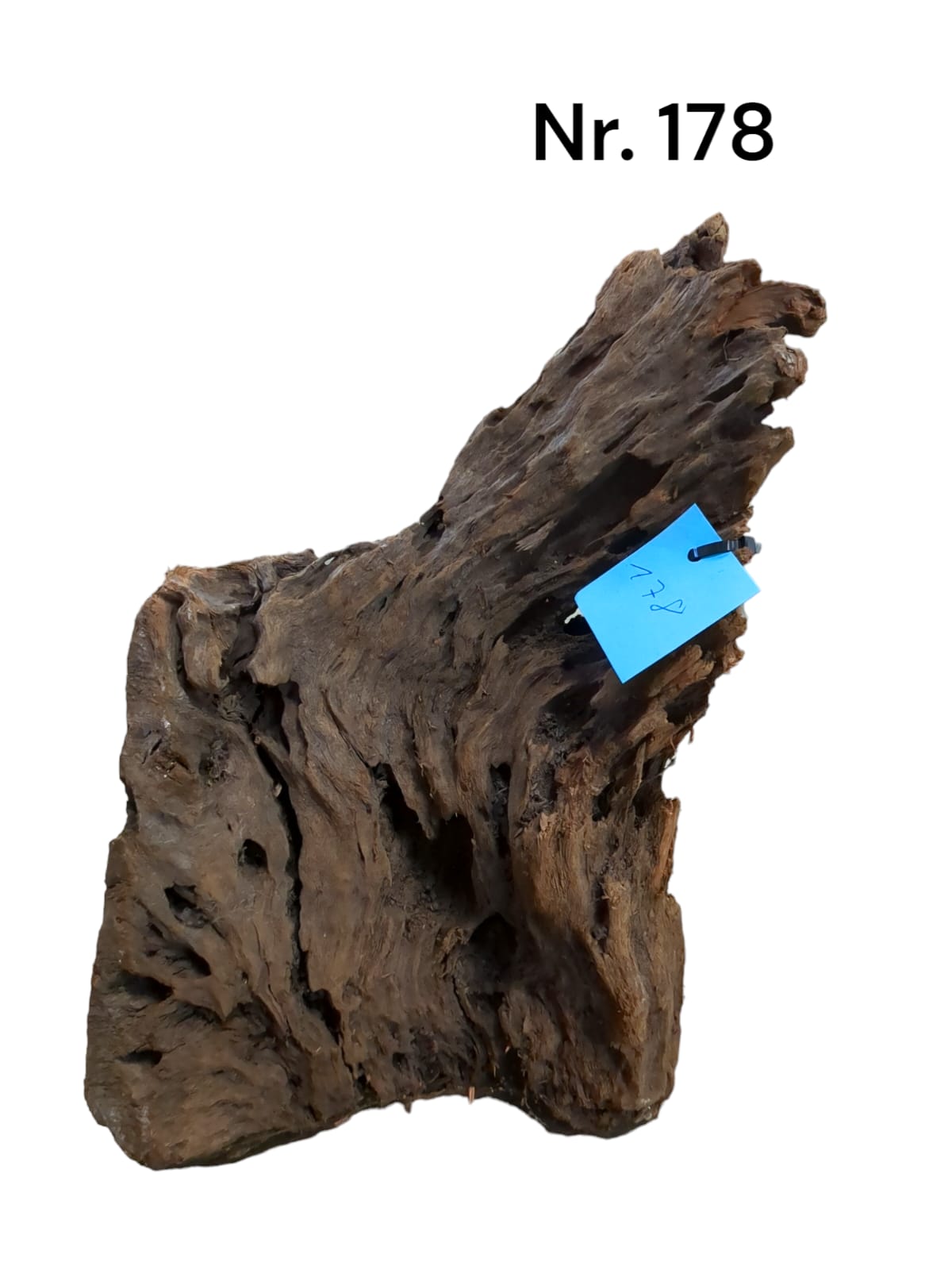 Mangrovenwurzel Nr. 178
