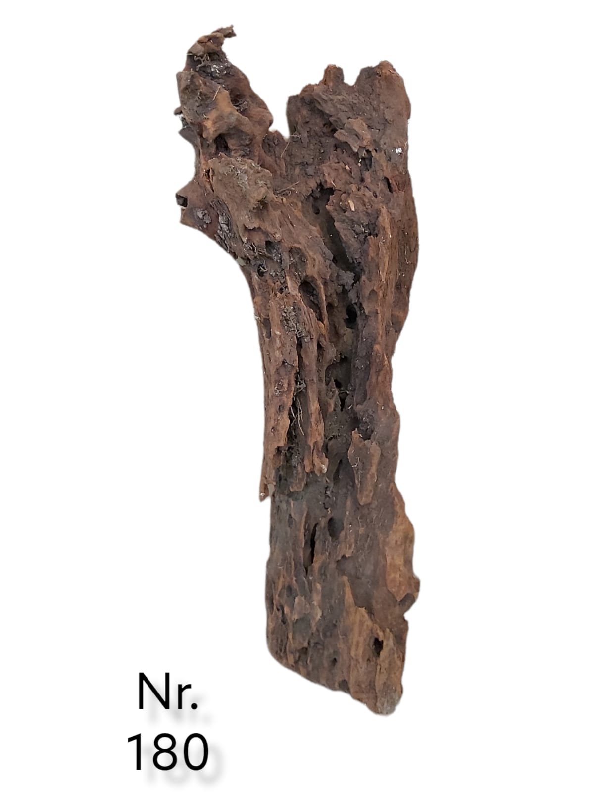 Mangrovenwurzel Nr. 180