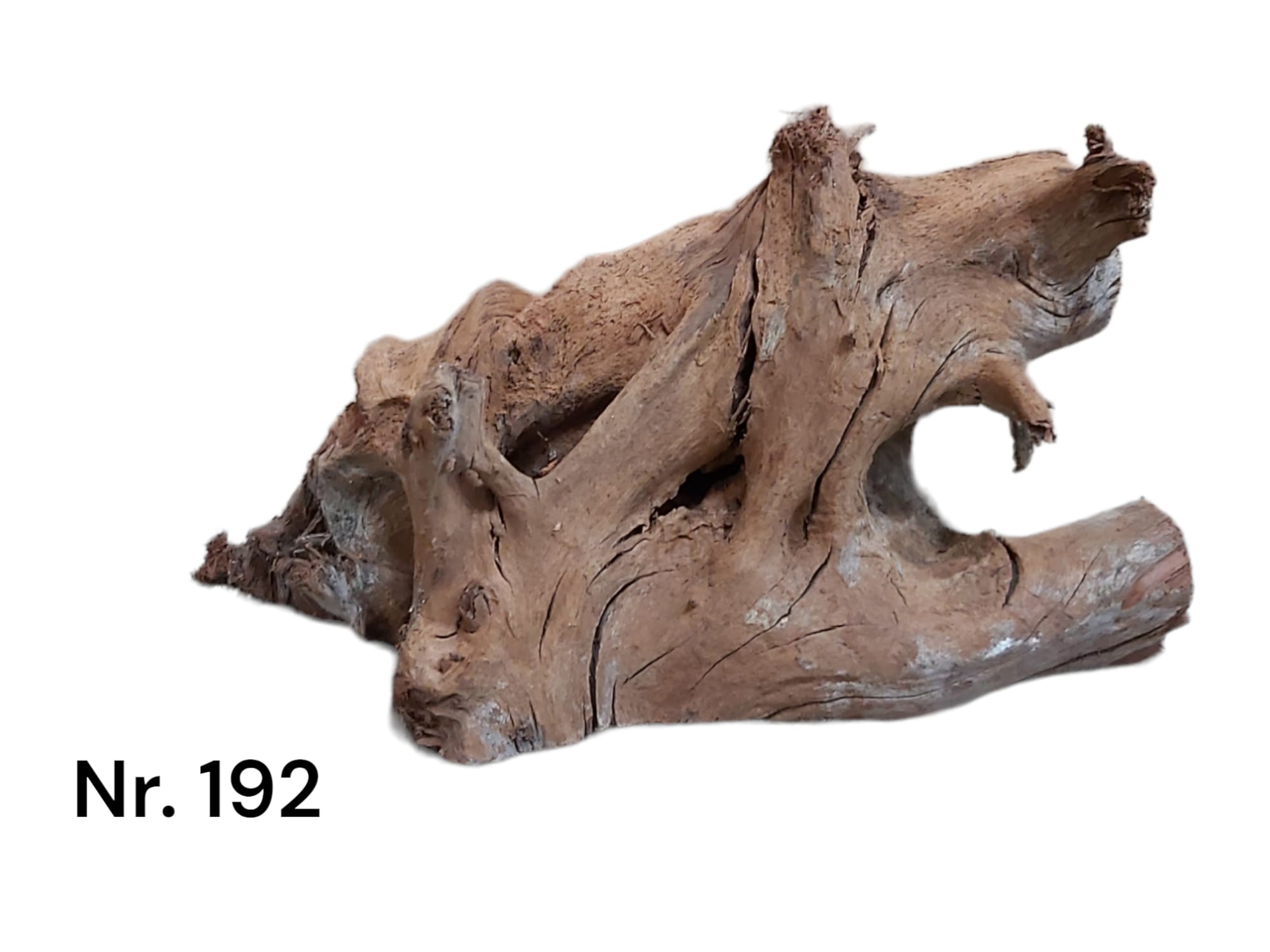 Mangrovenwurzel-Nr-192_1.jpg