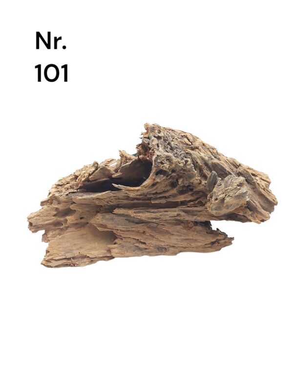 Mangrovenwurzel-Nr-101BEymLwpjI7LtY.jpg