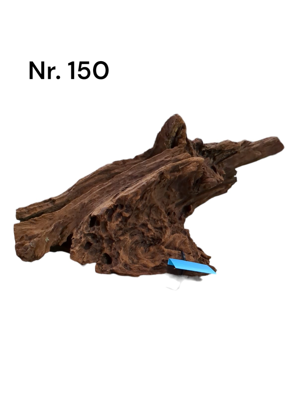 Mangrovenwurzel-Nr-150_.jpg