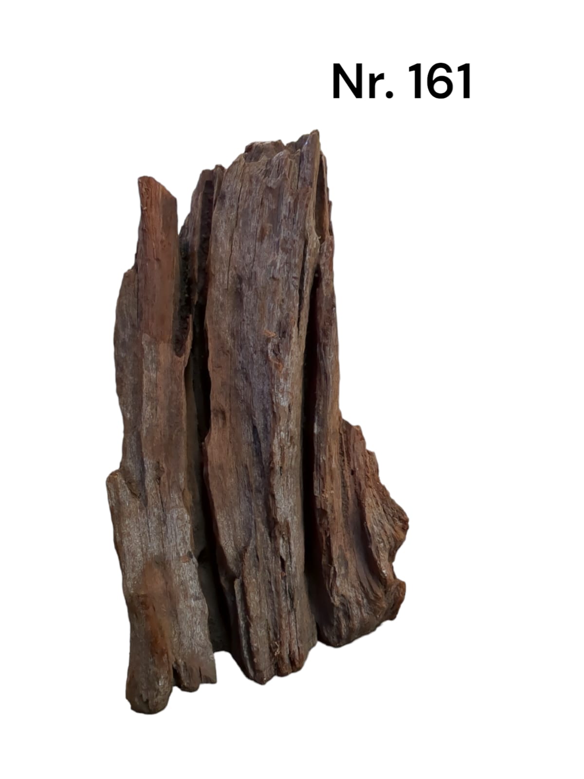 Mangrovenwurzel Nr. 161