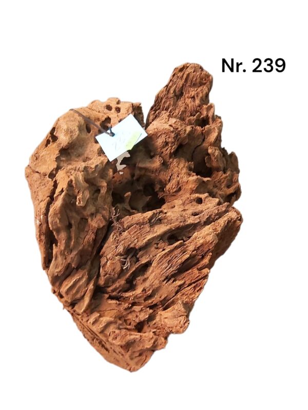 Mangrovenwurzel-Nr-239.jpg