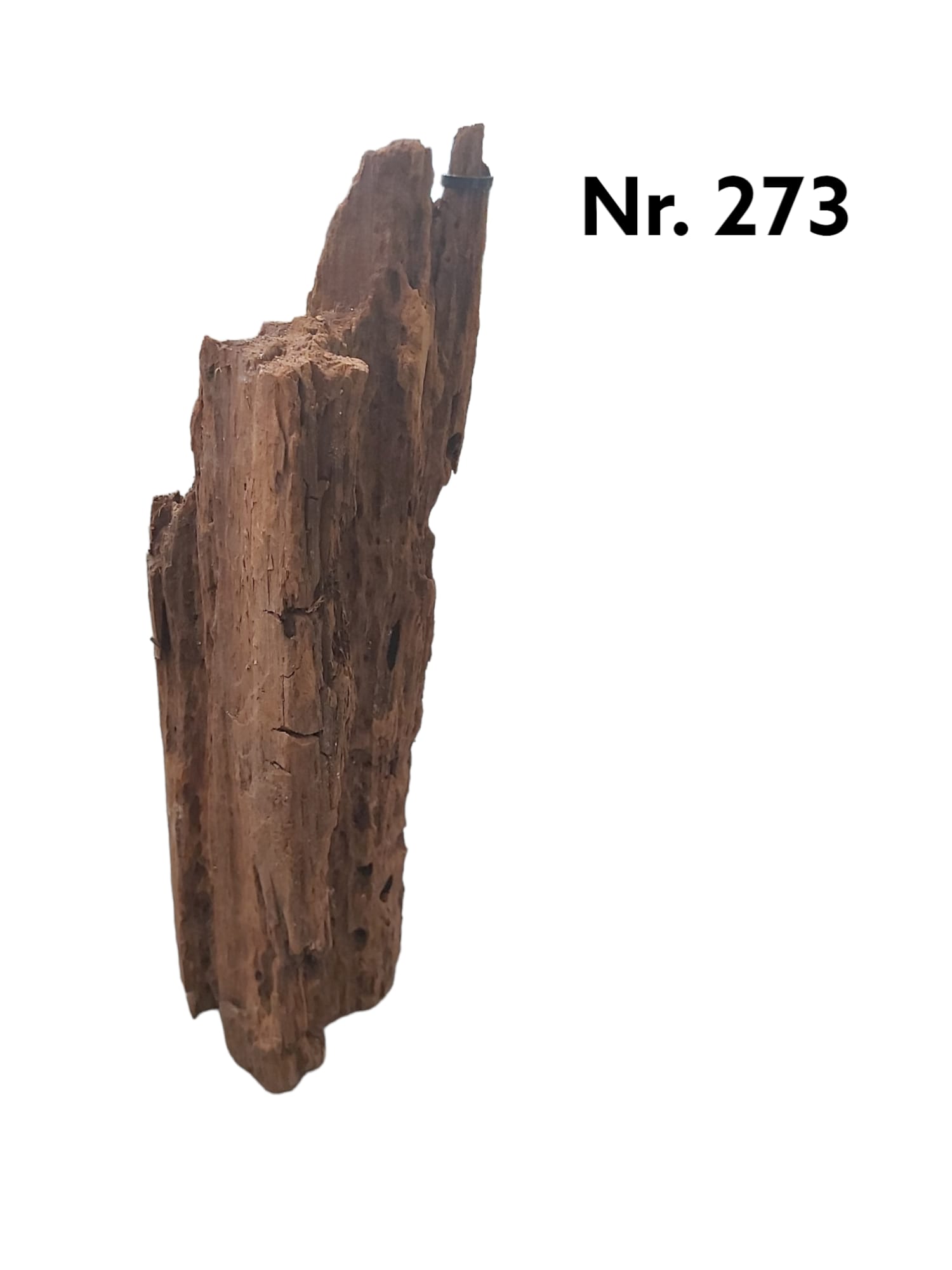 Mangrovenwurzel-Nr-273.jpg
