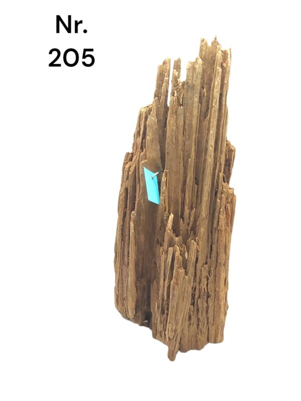 Mangrovenwurzel-Nr-205abvLGUcmk46QP.jpg