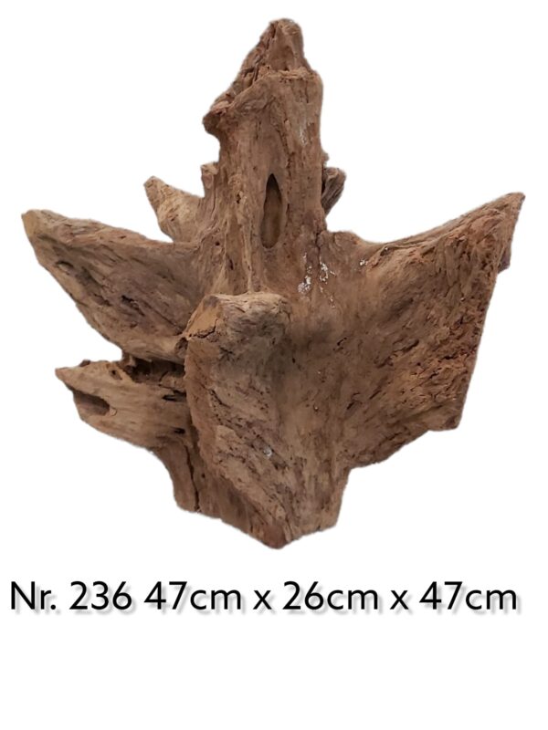 Mangrovenwurzel-Nr-236_.jpg