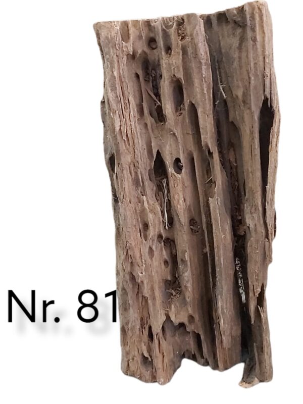 Mangrovenwurzel-Nr-81_.jpg