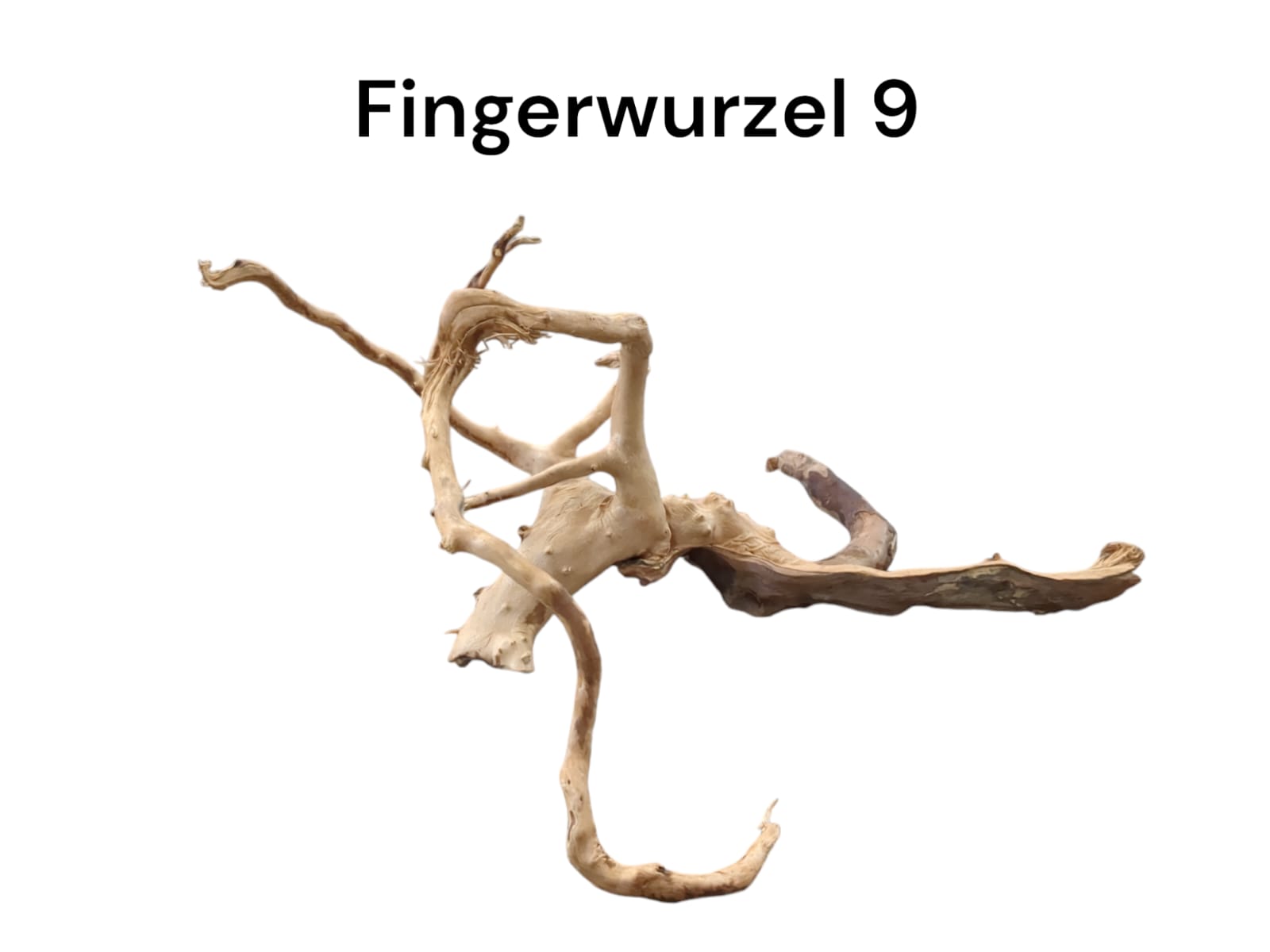 Fingerwurzel Nr. 9