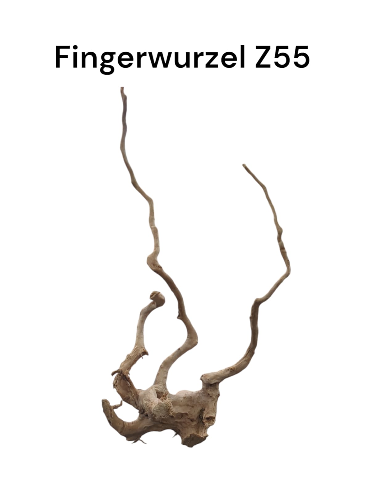 Fingerwurzel Z55
