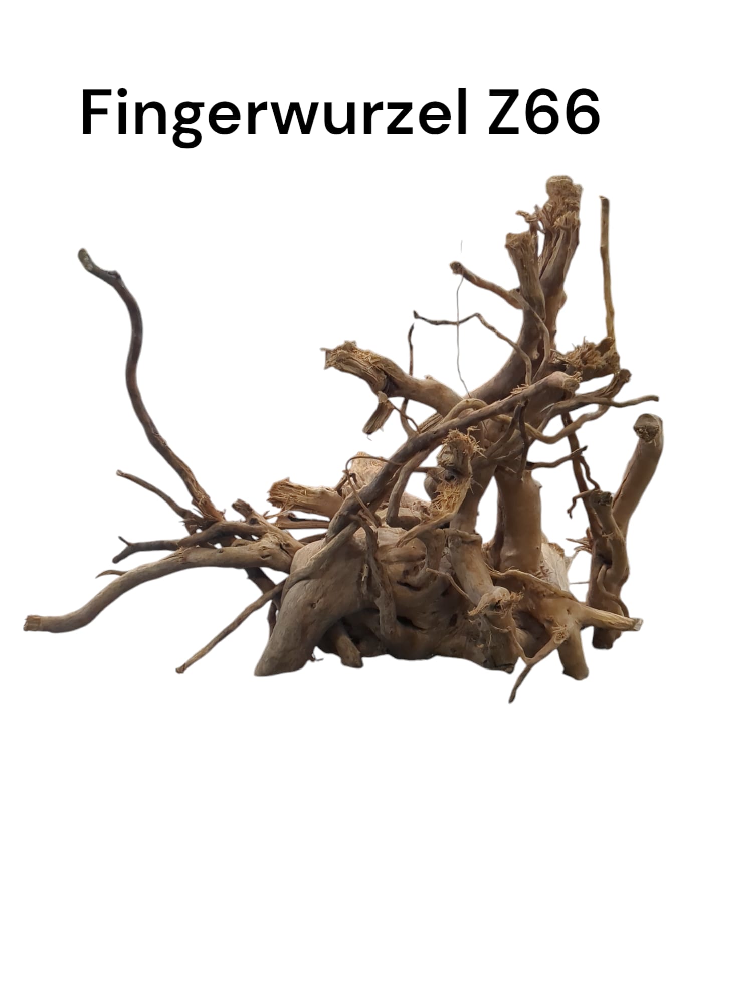 Fingerwurzel Z66