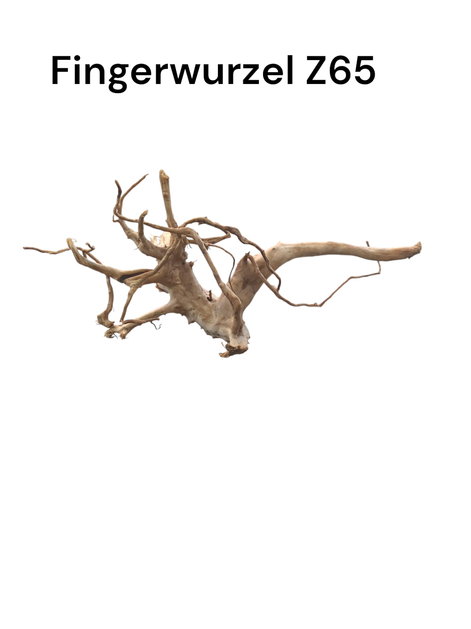 Fingerwurzel Z65