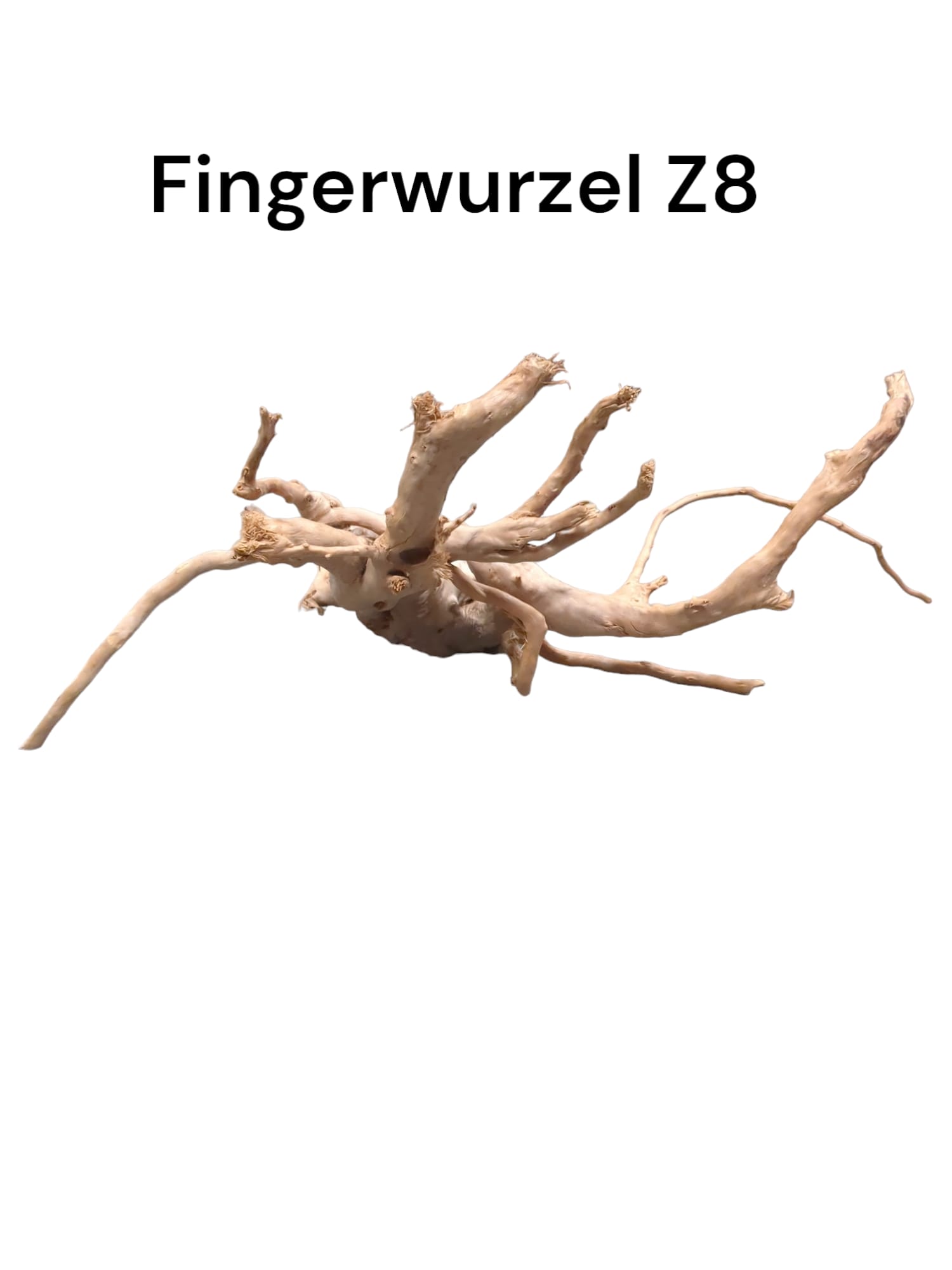 Fingerwurzel Z8
