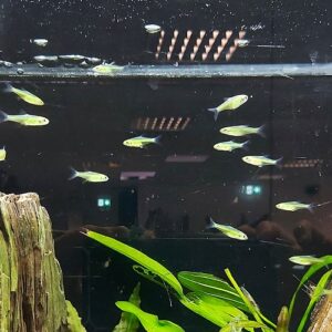 Microrasbora-kubotai-Gruener-Neon-Baerbling-kaufen-Gruener-Neon-im-aquarium.jpg