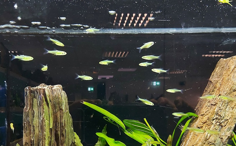 Microrasbora-kubotai-Gruener-Neon-Baerbling-kaufen-Gruener-Neon-im-aquarium.jpg