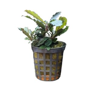 WhatsApp Image 2024-08-08 at 11.39.18.jpeg