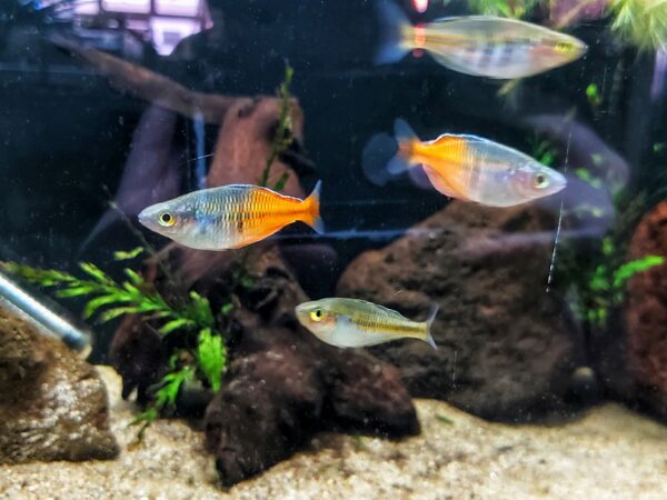 Melanotaenia-boesemani-Boesemans-Regenbogenfisch.jpg