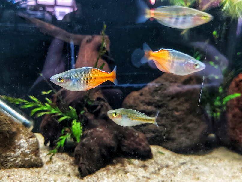Melanotaenia-boesemani-Boesemans-Regenbogenfisch.jpg