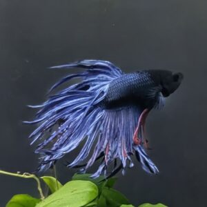 WhatsApp Image 2025-10-20 at 12.53.42.jpeg