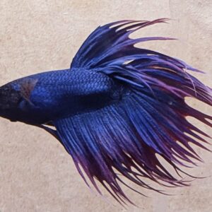 WhatsApp Image 2025-10-20 at 12.41.47.jpeg