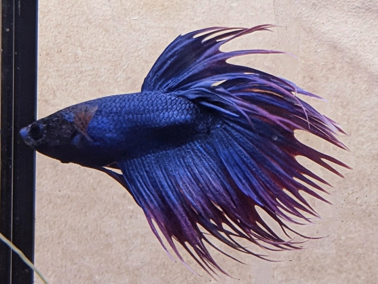 WhatsApp Image 2025-10-20 at 12.41.47.jpeg