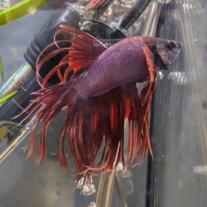 WhatsApp Image 2025-10-20 at 12.46.41.jpeg