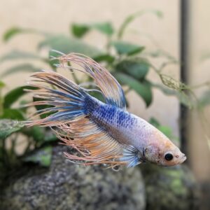 WhatsApp Image 2025-10-20 at 12.37.52.jpeg