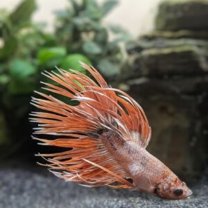 WhatsApp Image 2025-10-20 at 12.36.21.jpeg