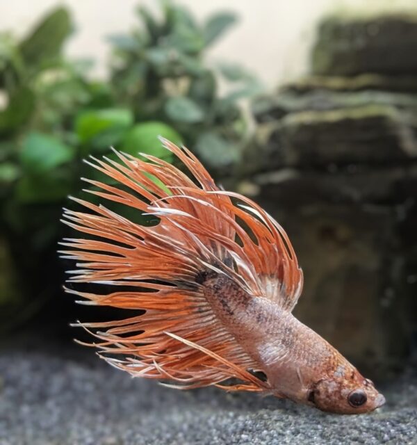 WhatsApp Image 2025-10-20 at 12.36.21.jpeg