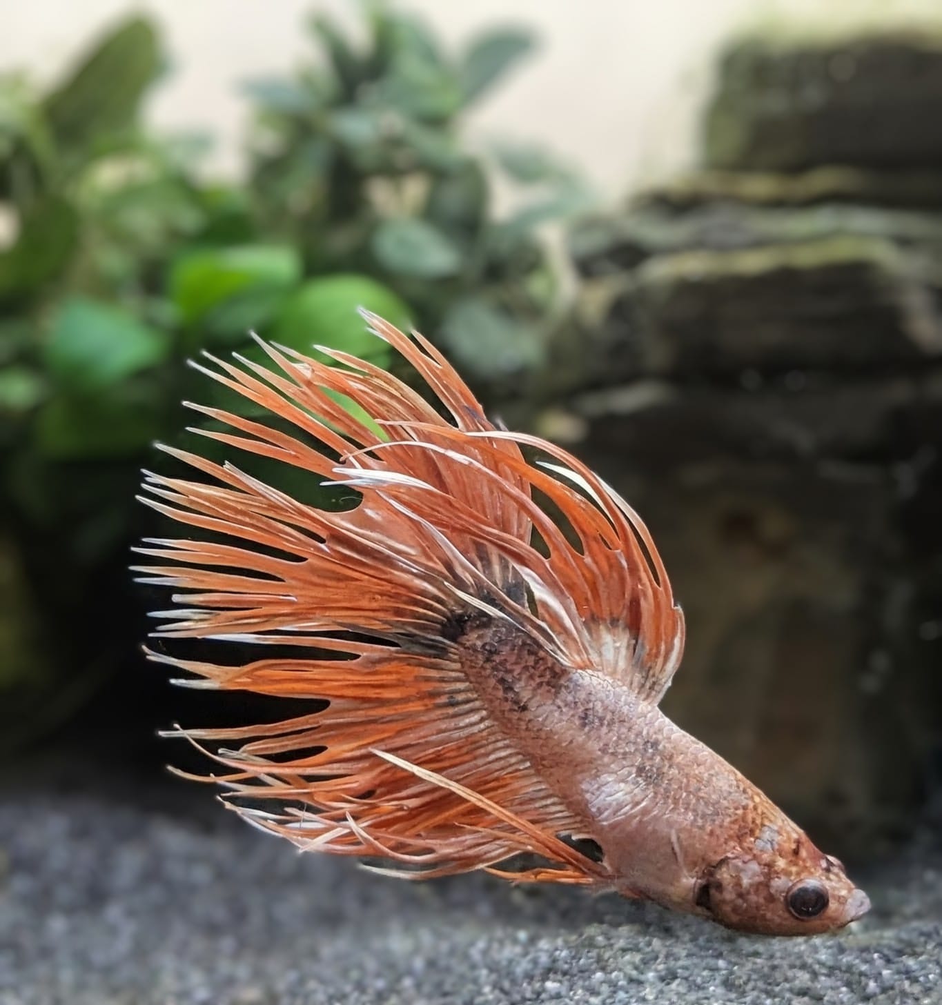 WhatsApp Image 2025-10-20 at 12.36.21.jpeg