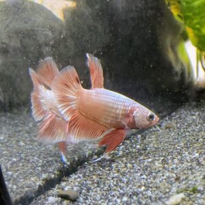 WhatsApp Image 2025-11-28 at 16.44.38.jpeg