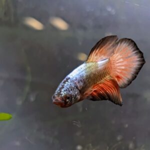 WhatsApp Image 2025-11-28 at 16.44.38(2).jpeg