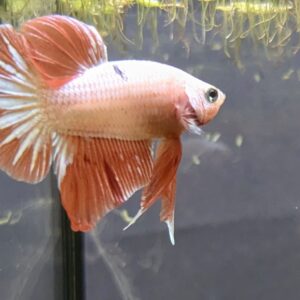 WhatsApp Image 2025-11-28 at 16.44.38(3).jpeg