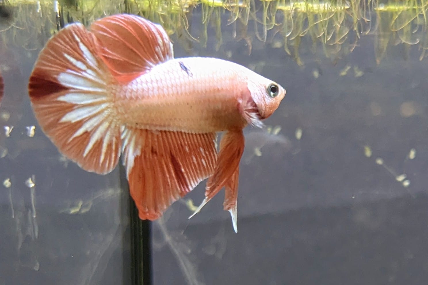 Betta splendens plakat – Helmut
