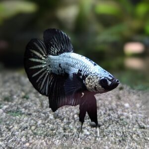 WhatsApp Image 2024-11-28 at 11.02.54(1).jpeg