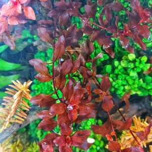 Ludwigia-Mini-super-red.jpg