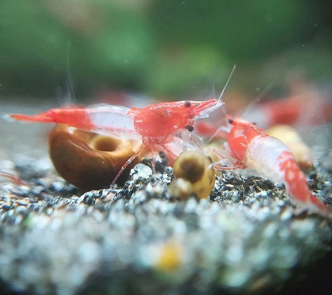 Neocaridina-davidi-var-Red-Rili.jpg
