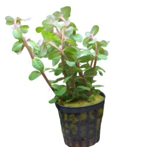 WhatsApp Image 2024-08-29 at 11.29.42.jpeg