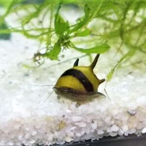 getigerte Geweihschnecke.jpg