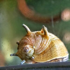 Geweihschnecke-kaufen.jpg