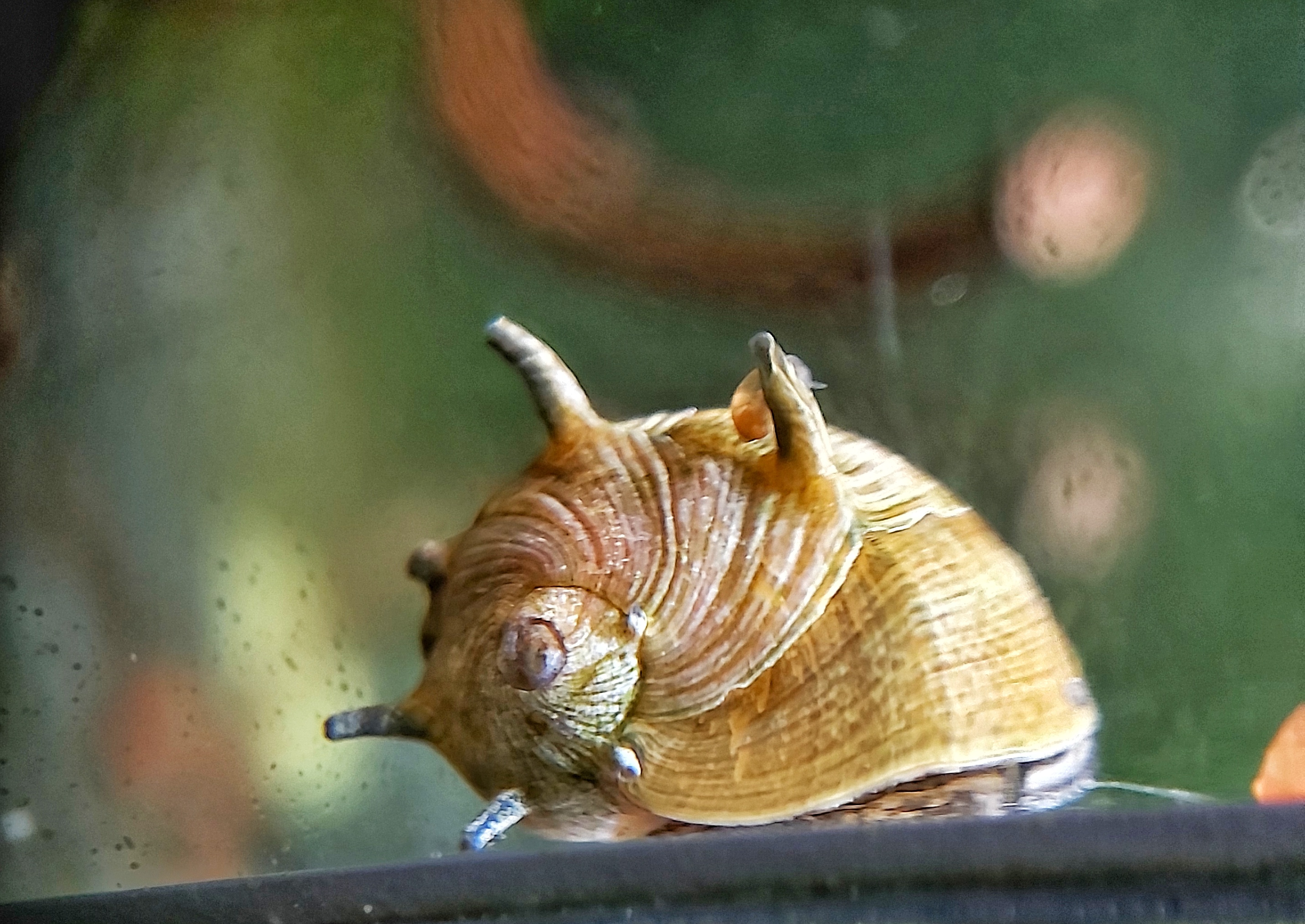 Geweihschnecke-kaufen.jpg