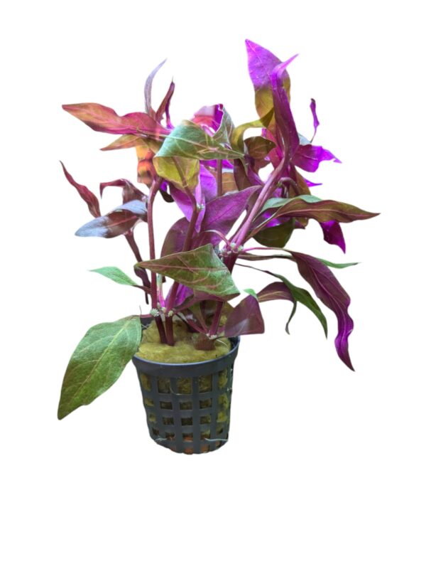 WhatsApp Image 2024-08-08 at 14.44.10.jpeg