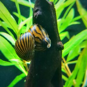 Zebra-Rennschnecke-kaufen.jpg