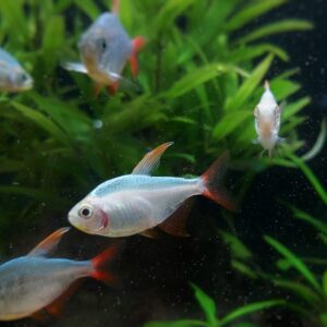 Hyphessobrycon-columbianus-Rotblauer-Kolumbianer-albino-albino-neu.jpg