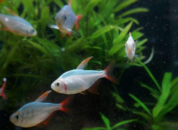 Hyphessobrycon-columbianus-Rotblauer-Kolumbianer-albino-albino-neu.jpg